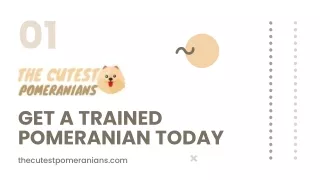 TRAINED POMERANIAN