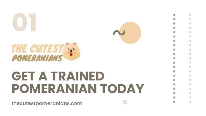 get a trained pomeranian today