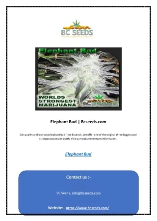 Elephant Bud | Bcseeds.com
