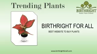 Trending Plants ,Buy Live Natural Plants Online