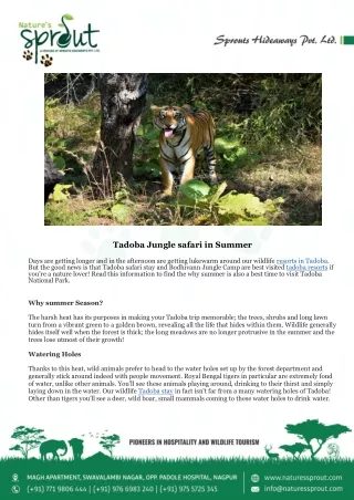 Tadoba Jungle safari in Summer - Nature's Sprout