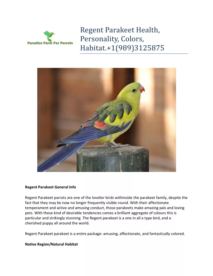 regent parakeet health personality colors habitat