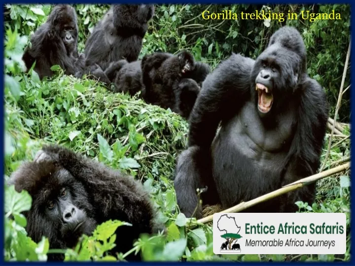gorilla trekking in uganda