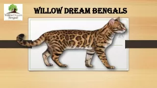 Finest Bengal Kittens | Willow Dream Bengals