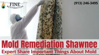 Mold Remediation Shawnee Expert Share Important Things About Mold