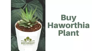 Buy Haworthia Plant | Living Room Indoor Plants