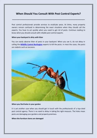When Should You Consult With Pest Control Experts?