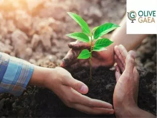 Carbon footprint calculator UAE