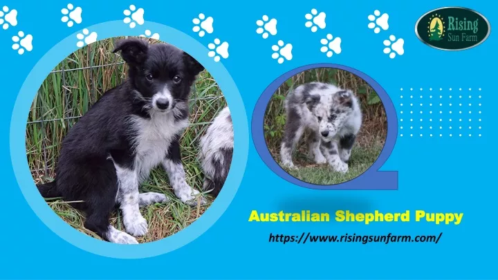 australian shepherd puppy australian shepherd