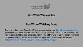 grey whale watching baja