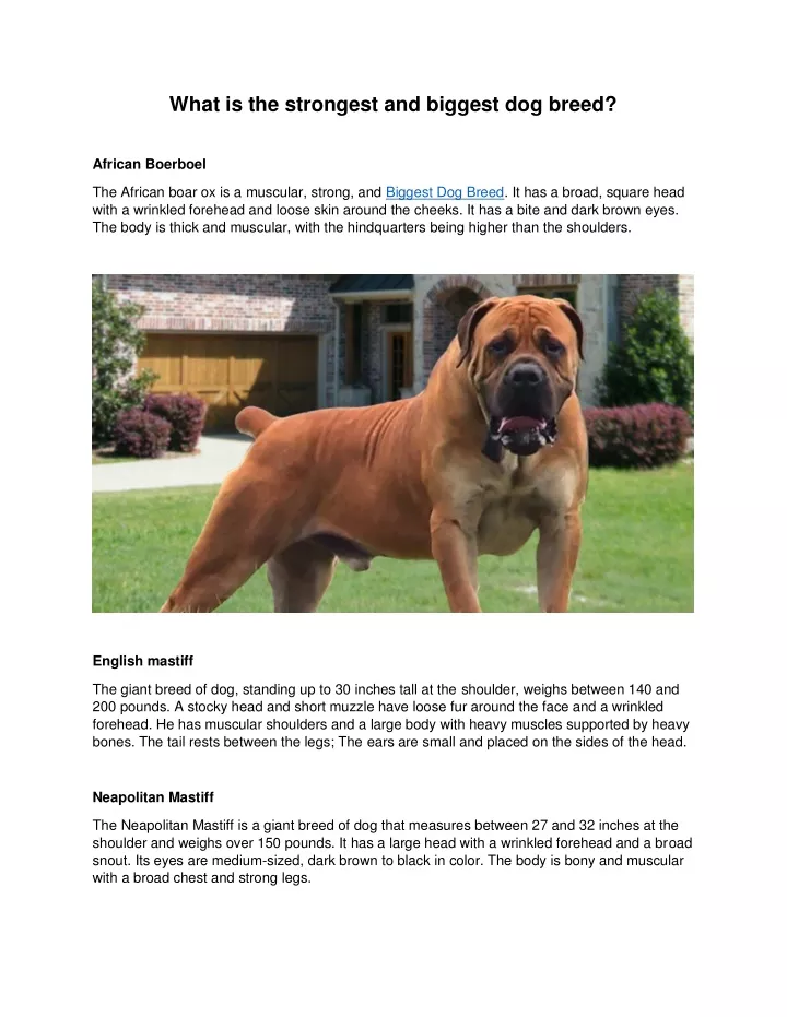 what is the strongest and biggest dog breed