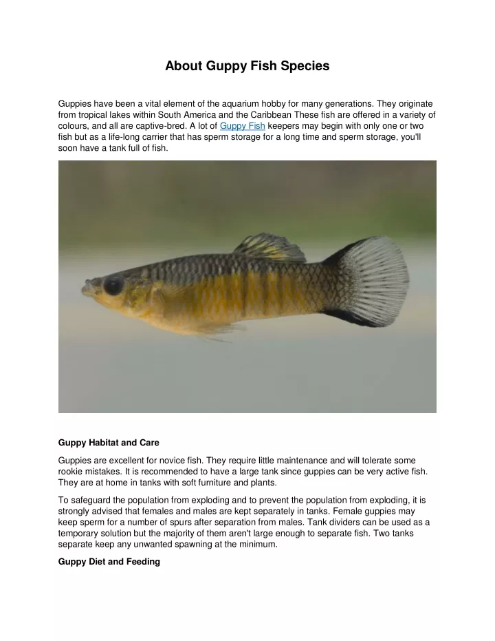 about guppy fish species