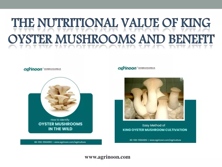 the nutritional value of king oyster mushrooms