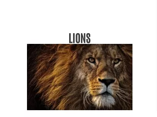 lion facts