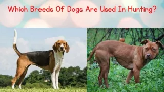 Which Breeds Of Dogs Are Used In Hunting