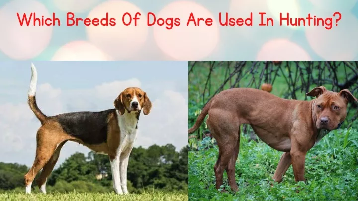 which breeds of dogs are used in hunting