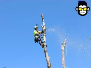 tree trimming salt lake city