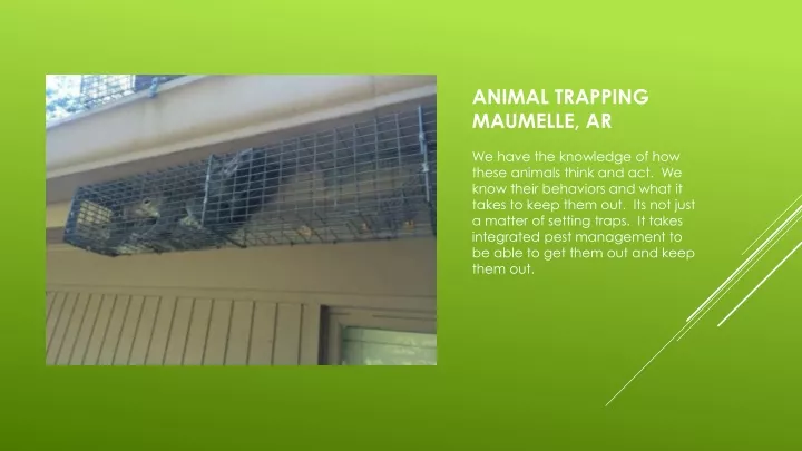 animal trapping maumelle ar