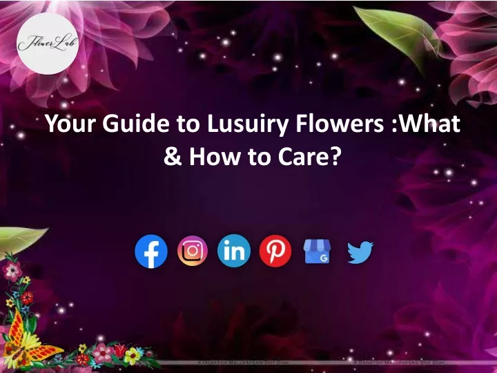 your guide to lusuiry flowers what how to care