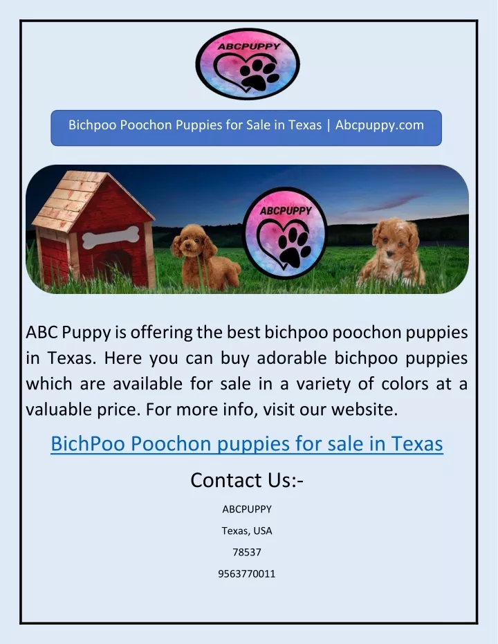 bichpoo poochon puppies for sale in texas