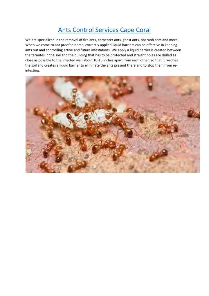 ants control services cape coral