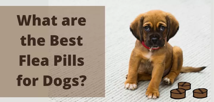 what are the best flea pills for dogs