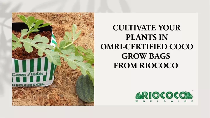 cultivate your plants in omri certified coco grow bags from riococo