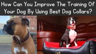 How Can You Improve The Training Of Your Dog By Using Best Dog Collars?