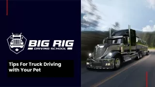 tips for truck driving with your pet