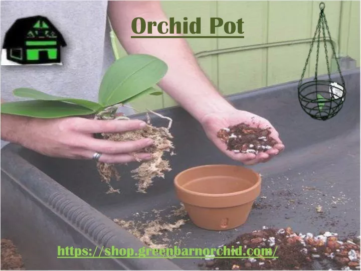 orchid pot