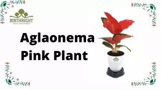 Buy Aglaonema Pink Plant Online in India