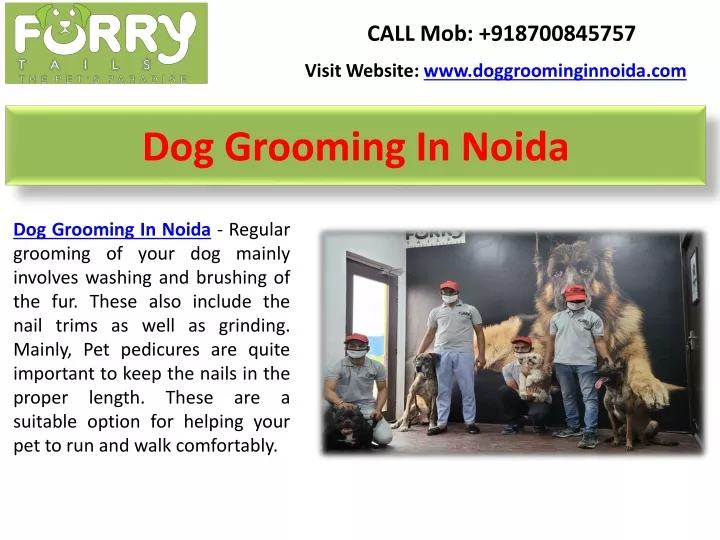 dog grooming in noida