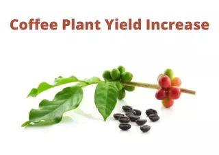 Market Analysis of Coffee Plant Yield Increase Research