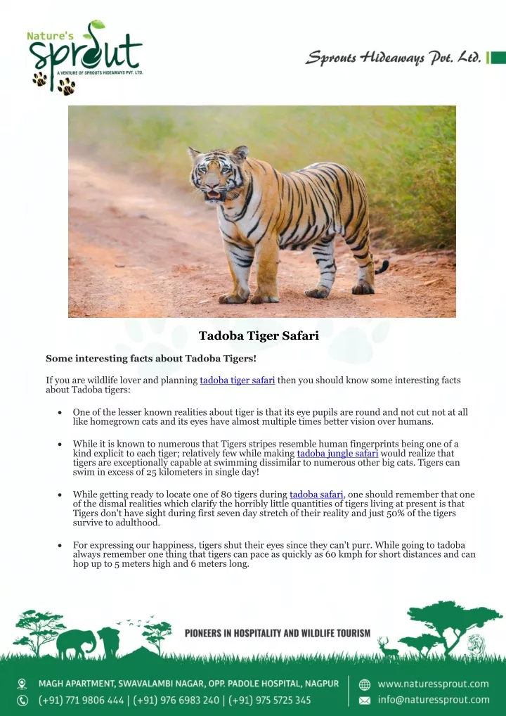 tadoba tiger safari