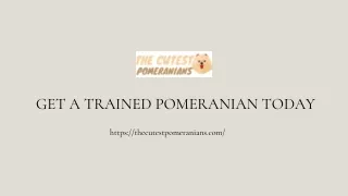 GET A TRAINED POMERANIAN TODAY