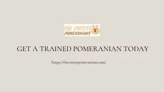 GET A TRAINED POMERANIAN TODAY