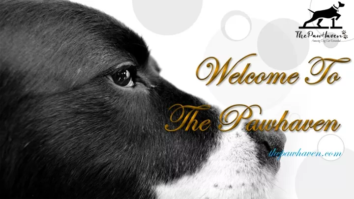 welcome to the pawhaven