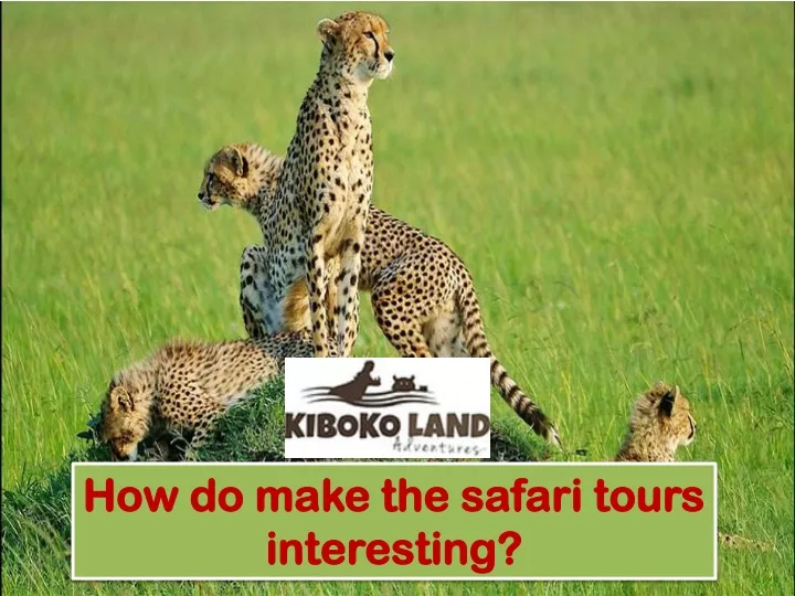 how do make the safari tours interesting