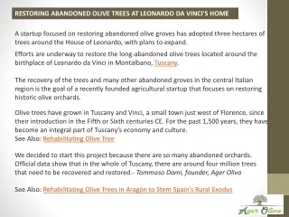 Restoring Abandoned Olive Trees at Leonardo da Vinci's Home