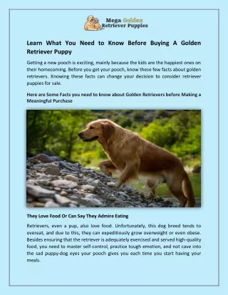 Learn What You Need to Know Before Buying A Golden Retriever Puppy (1)