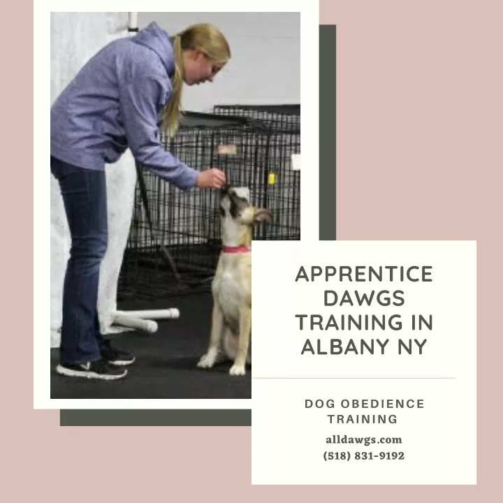 apprentice dawgs training in albany ny