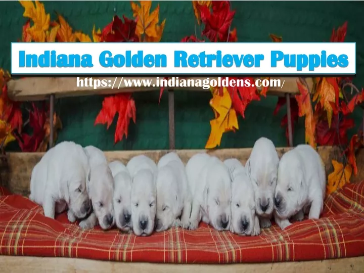 indiana golden retriever puppies
