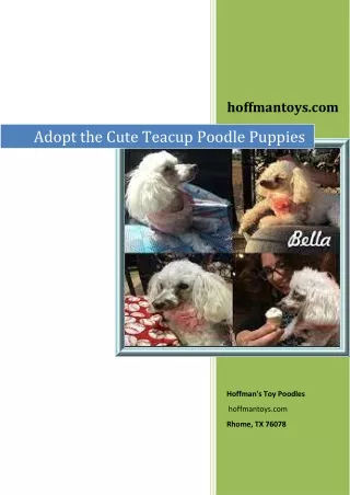 Adopt the Cute Teacup Poodle Puppies