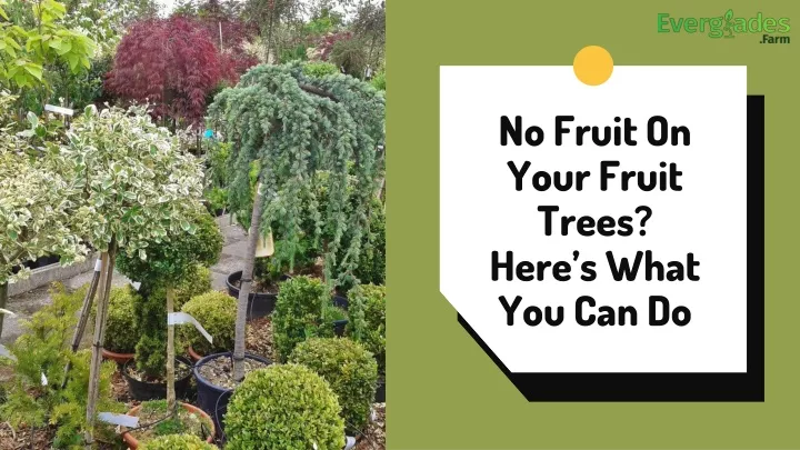 no fruit on your fruit trees here s what