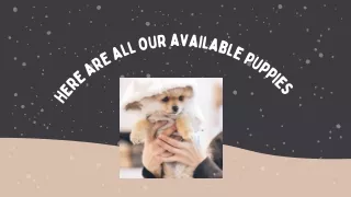 Our Puppies