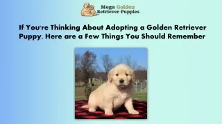 If You're Thinking About Adopting A Golden Retriever Puppy, Here are a Few Things you Should Remember