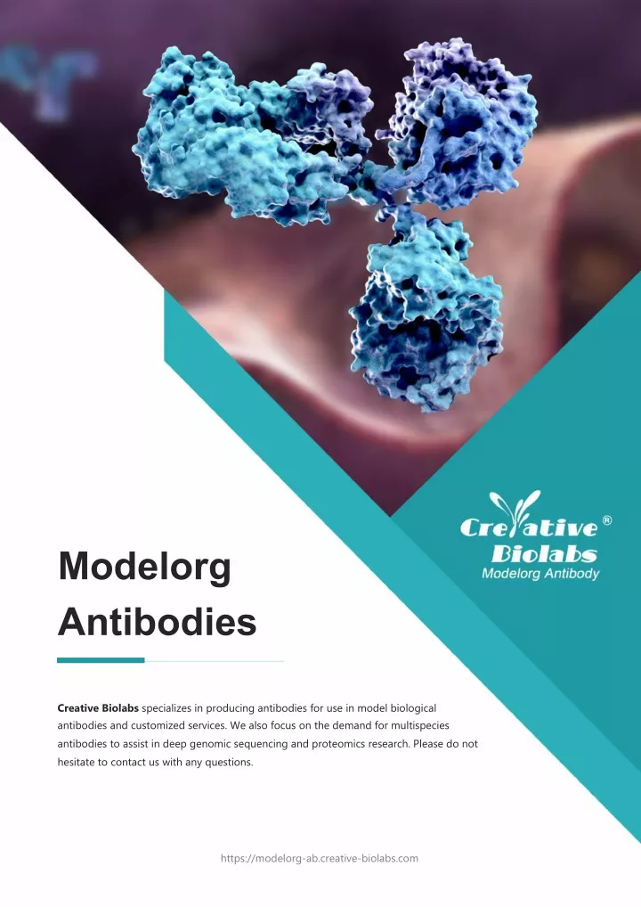 modelorg antibodies