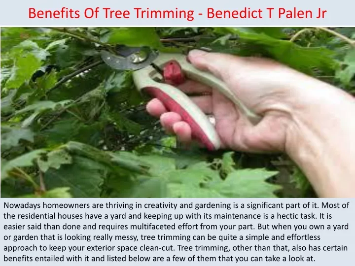 benefits of tree trimming benedict t palen jr