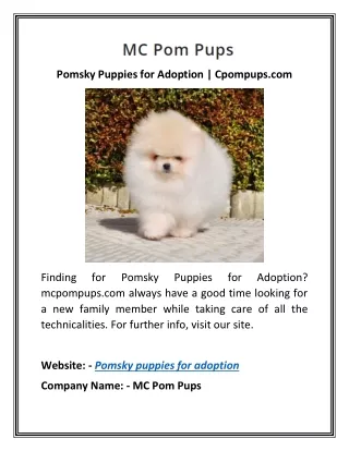 Pomsky Puppies for Adoption | Cpompups.com