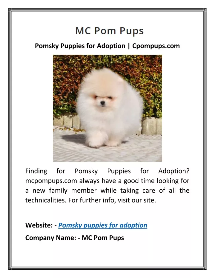 pomsky puppies for adoption cpompups com